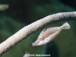 Slender Filefish by Mark Hoevenaars 